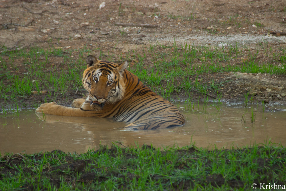 Canon EF 100-400mm F4.5-5.6L IS USM sample photo. Mahadesh photography
