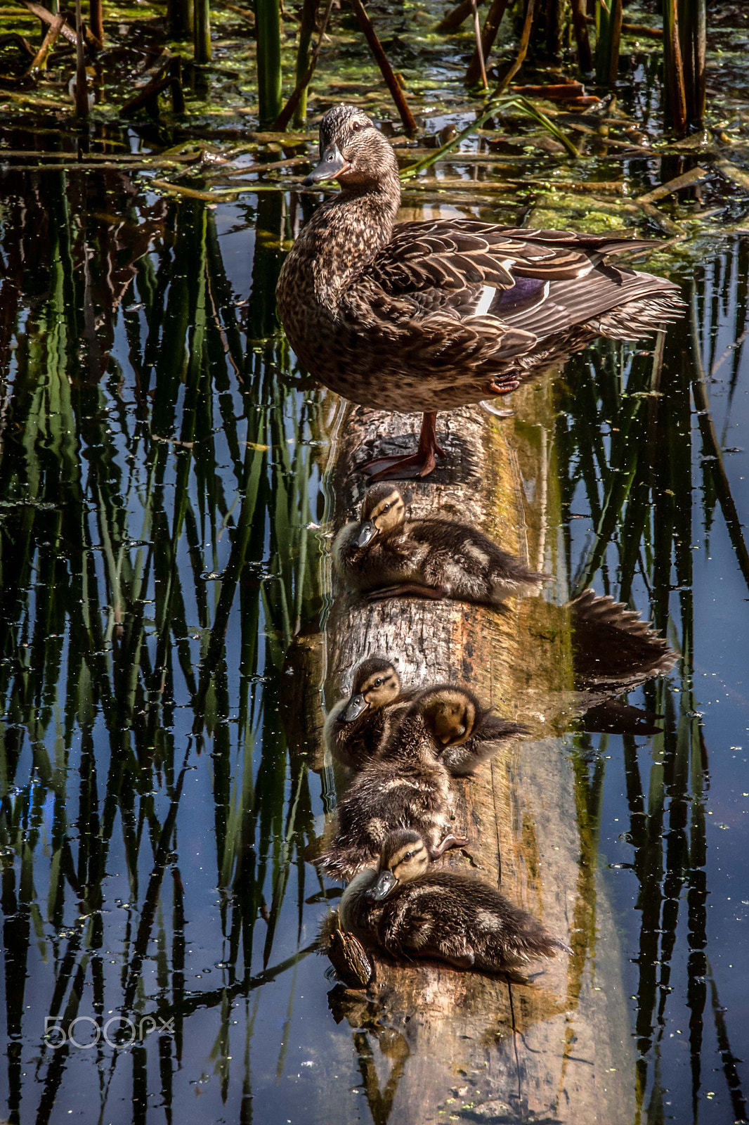 Sigma 18-250mm F3.5-6.3 DC OS HSM sample photo. Taking a break photography