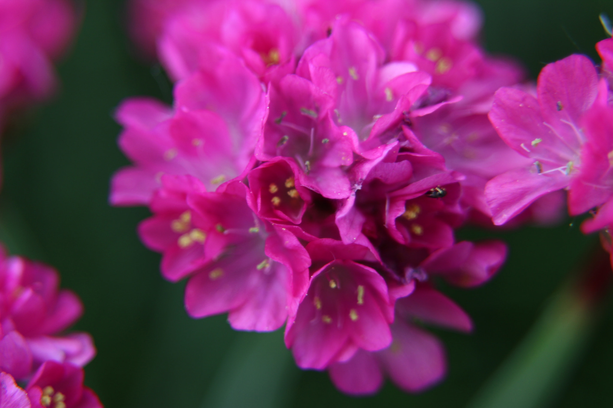 Canon EF 28-105mm f/3.5-4.5 USM sample photo. Pink flower photography