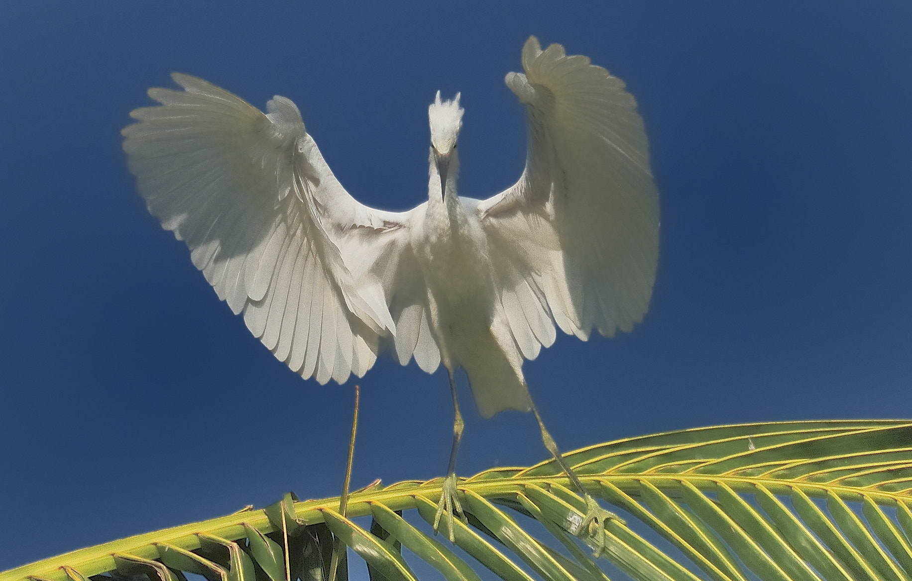 Nikon D300S sample photo. Dancing egret photography