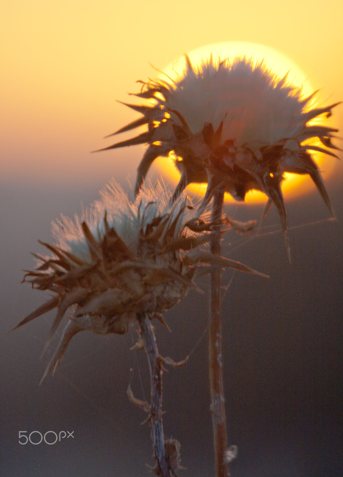 Canon EOS 40D + Canon EF 70-300mm F4.5-5.6 DO IS USM sample photo. Thistles and sunset photography