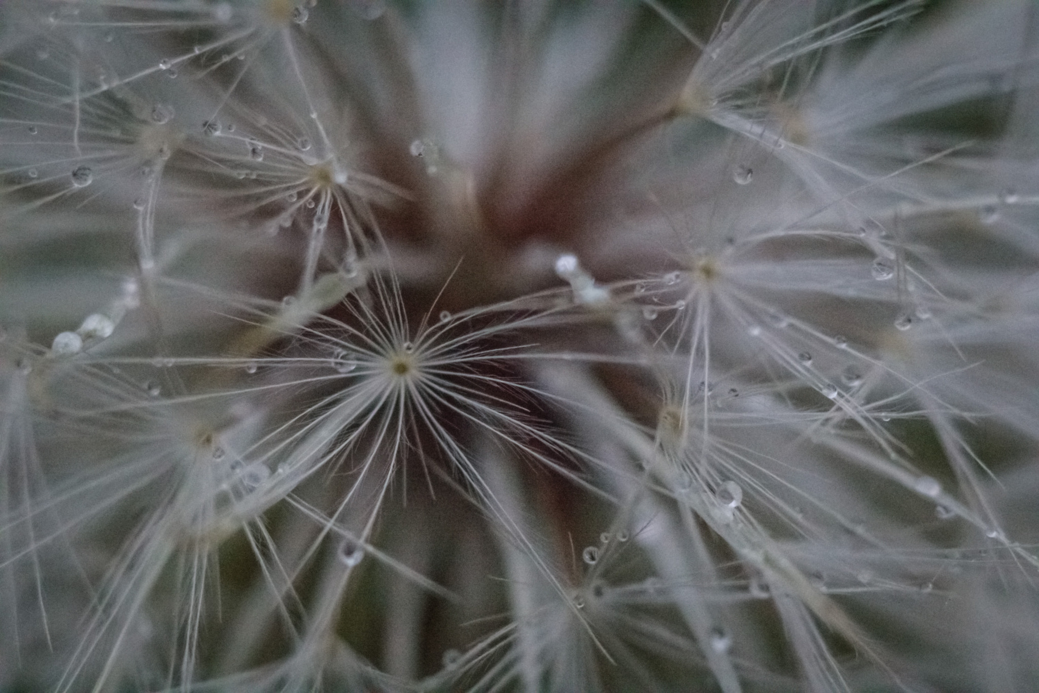 Sigma 70-300mm F4-5.6 APO DG Macro sample photo. Natural pirotecnia photography