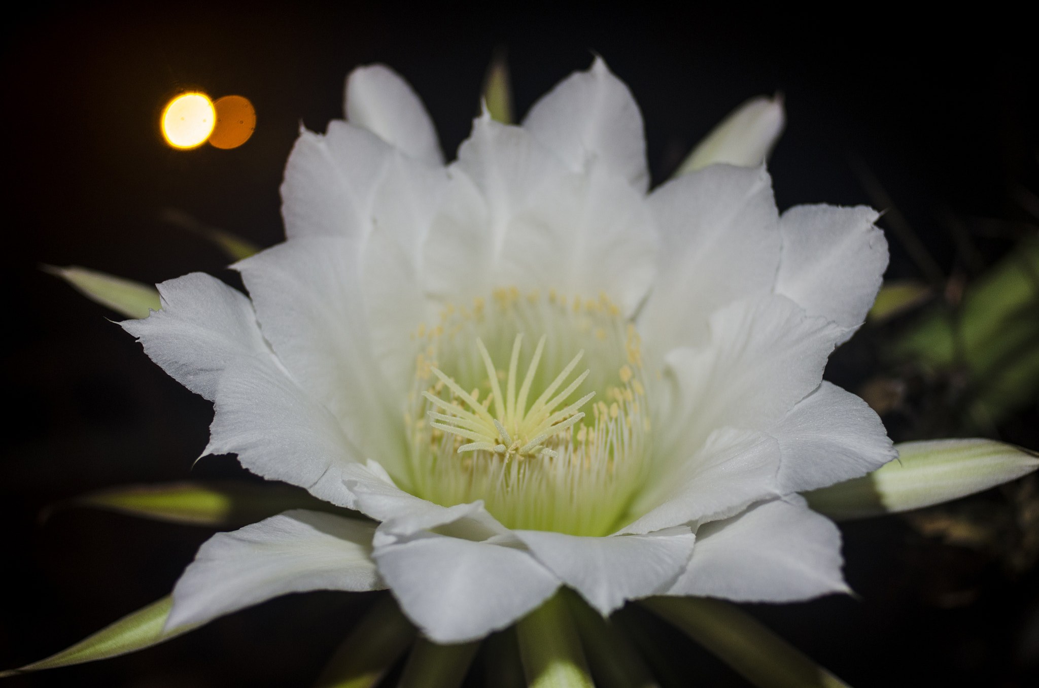 Nikon D7000 + Nikon AF Nikkor 28mm F2.8D sample photo. Flor de cactus photography