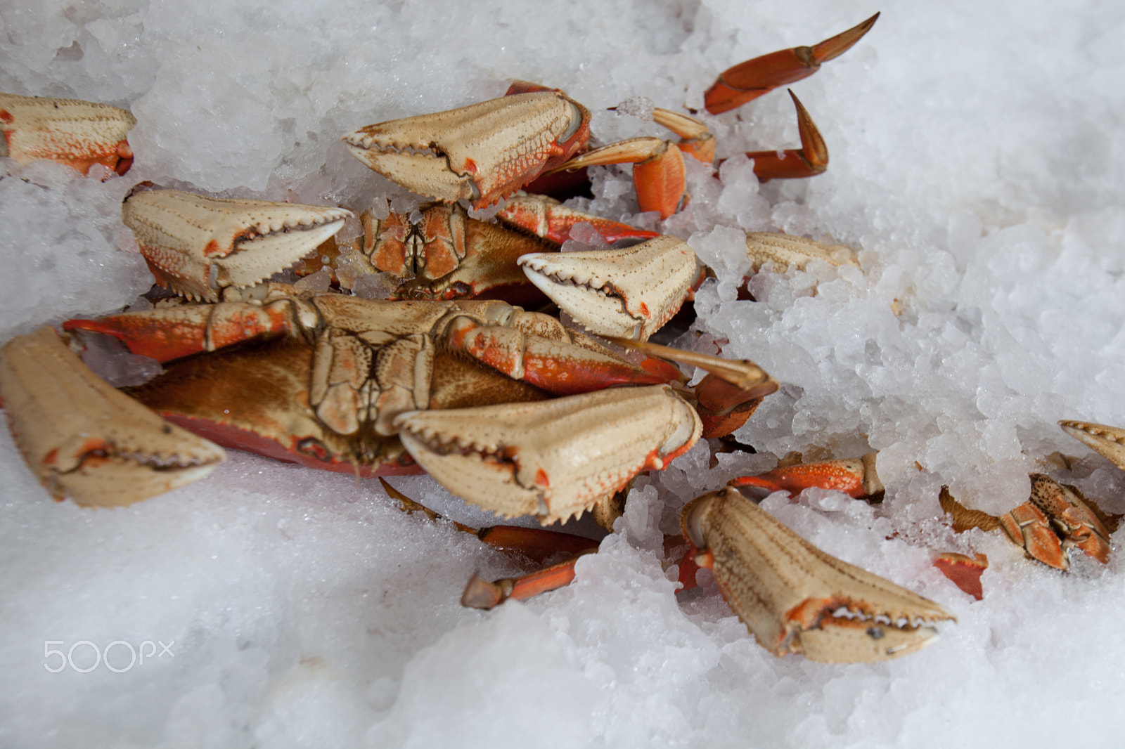 Canon EOS 5D Mark II + Canon EF 16-35mm F2.8L USM sample photo. Fresh crab photography