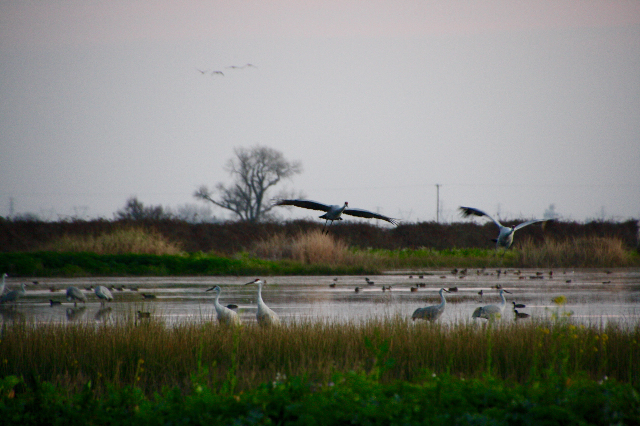 Canon EOS 1000D (EOS Digital Rebel XS / EOS Kiss F) + Canon 18-270mm sample photo. Sand hill cranes photography