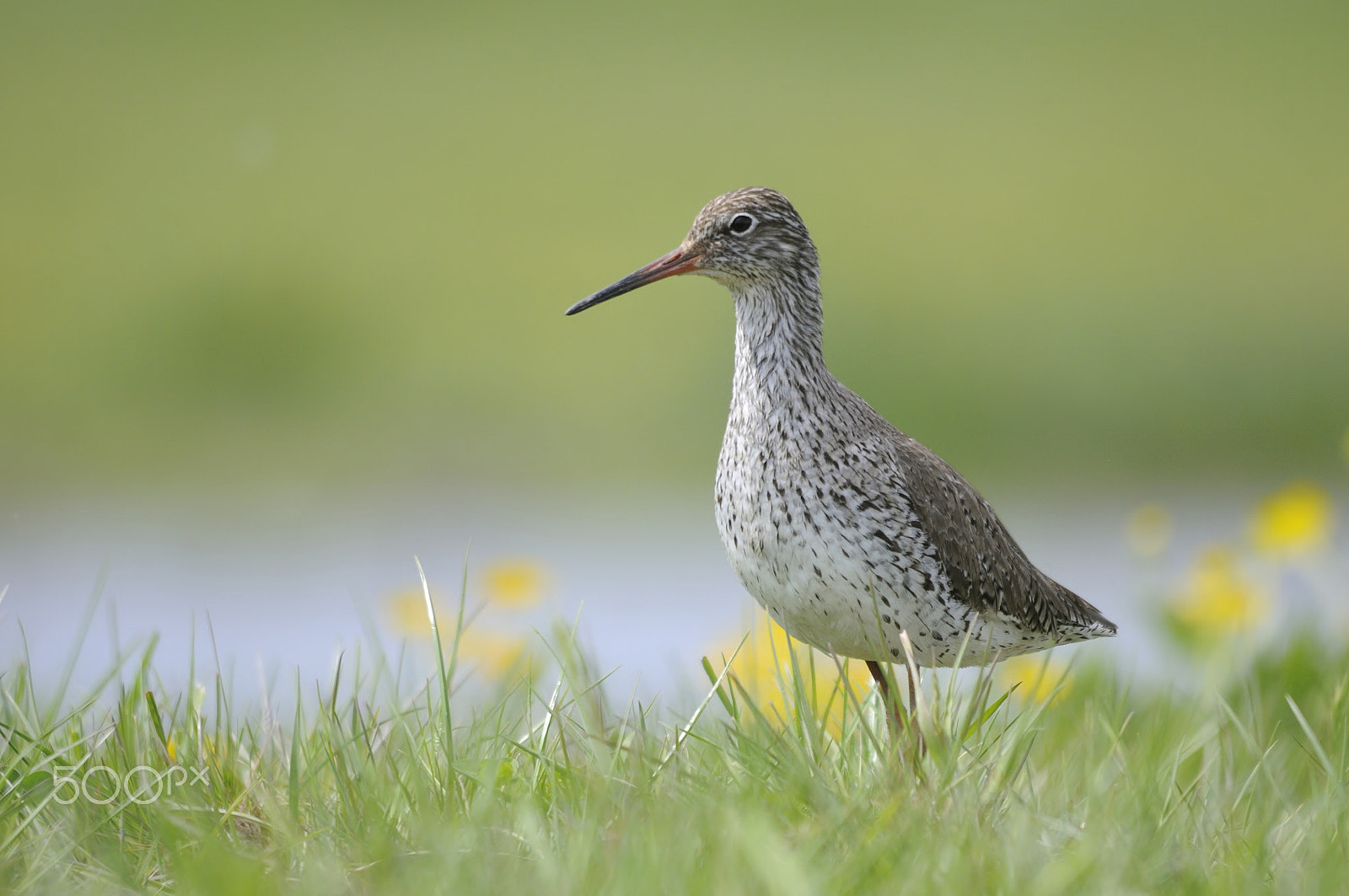 Sigma 150-500mm F5-6.3 DG OS HSM sample photo. Common redshank photography