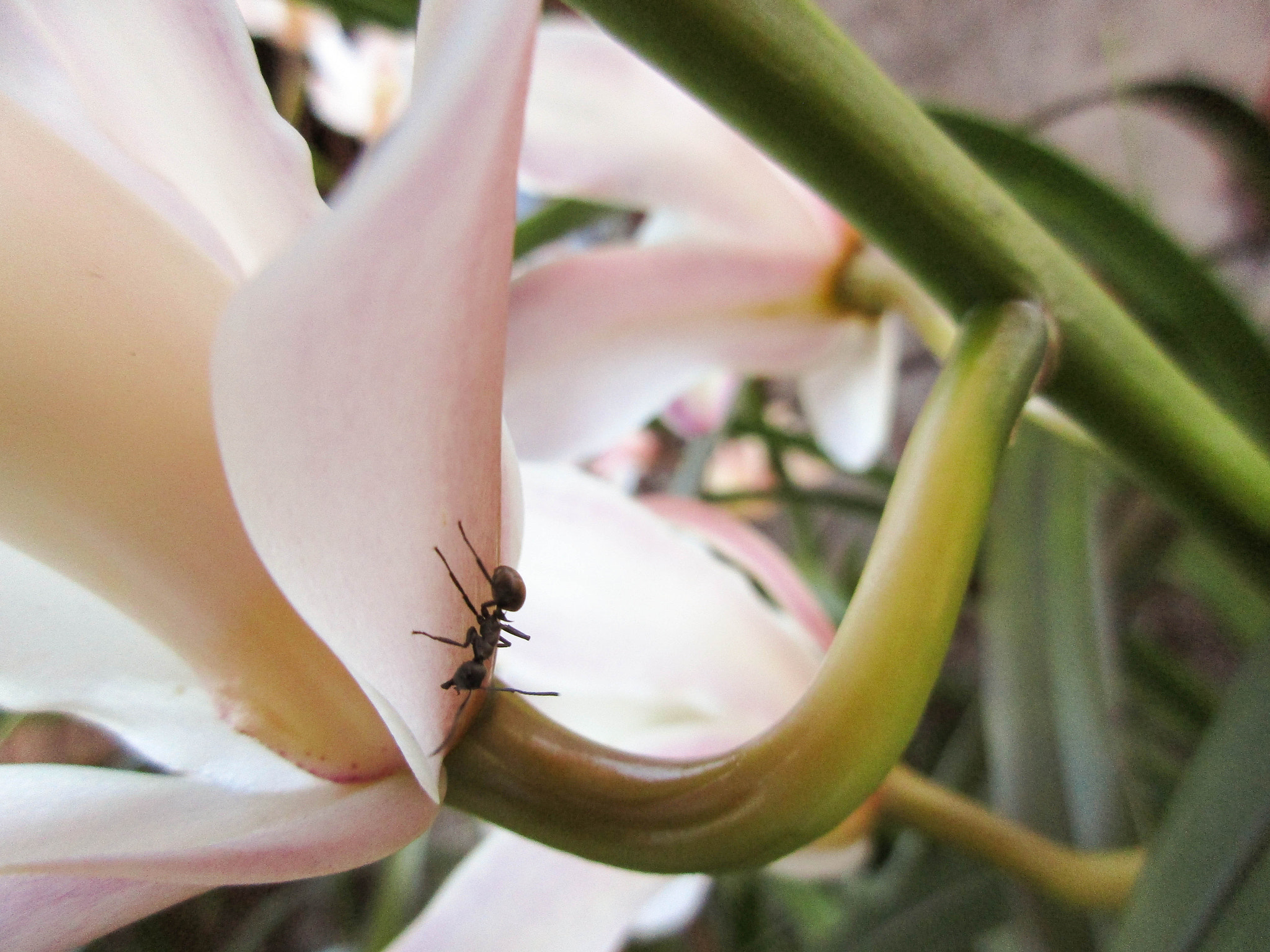 Canon PowerShot ELPH 170 IS (IXUS 170 / IXY 170) sample photo. Ant on flower photography