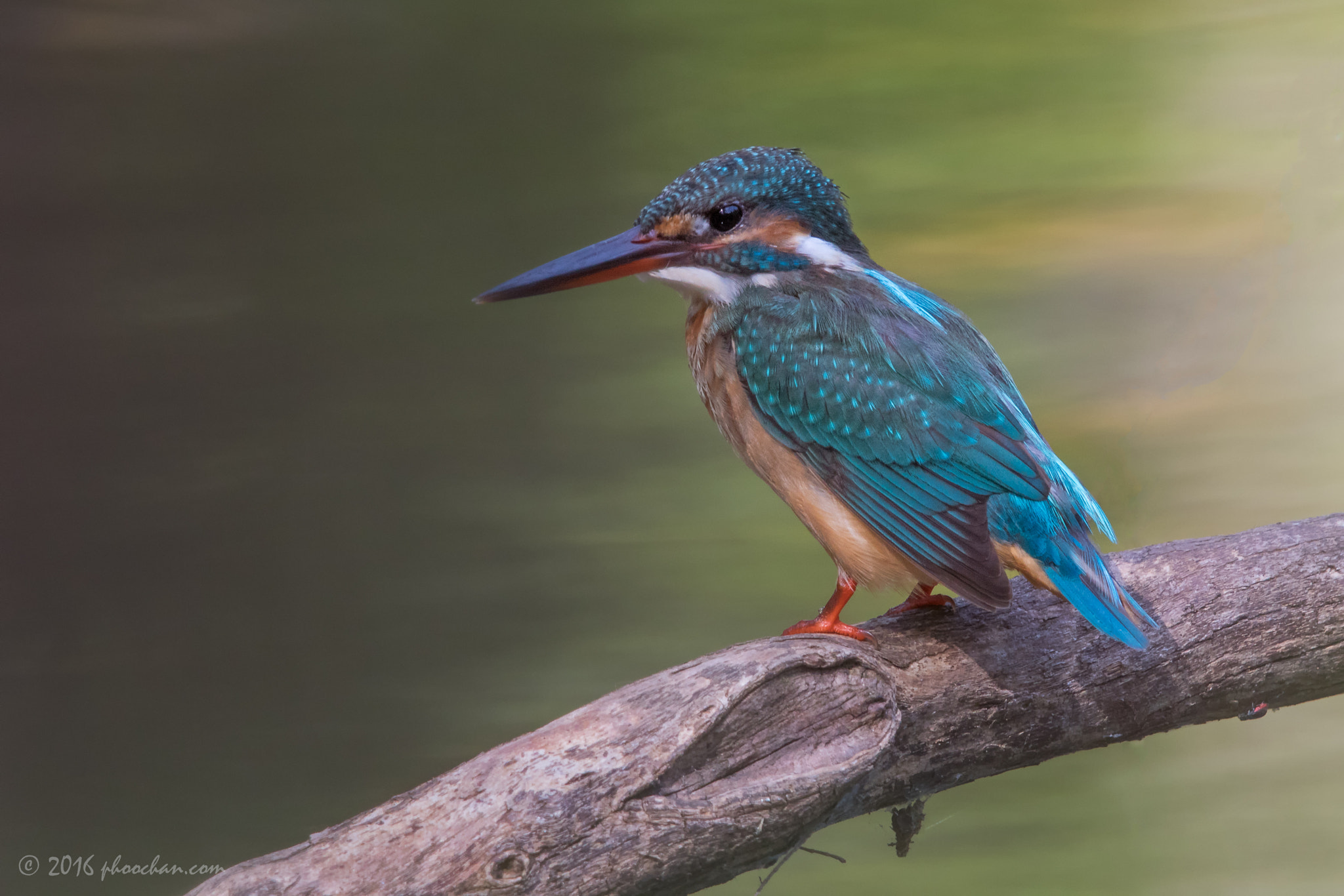 Canon EF 600mm F4L IS II USM sample photo. Common kingfisher photography