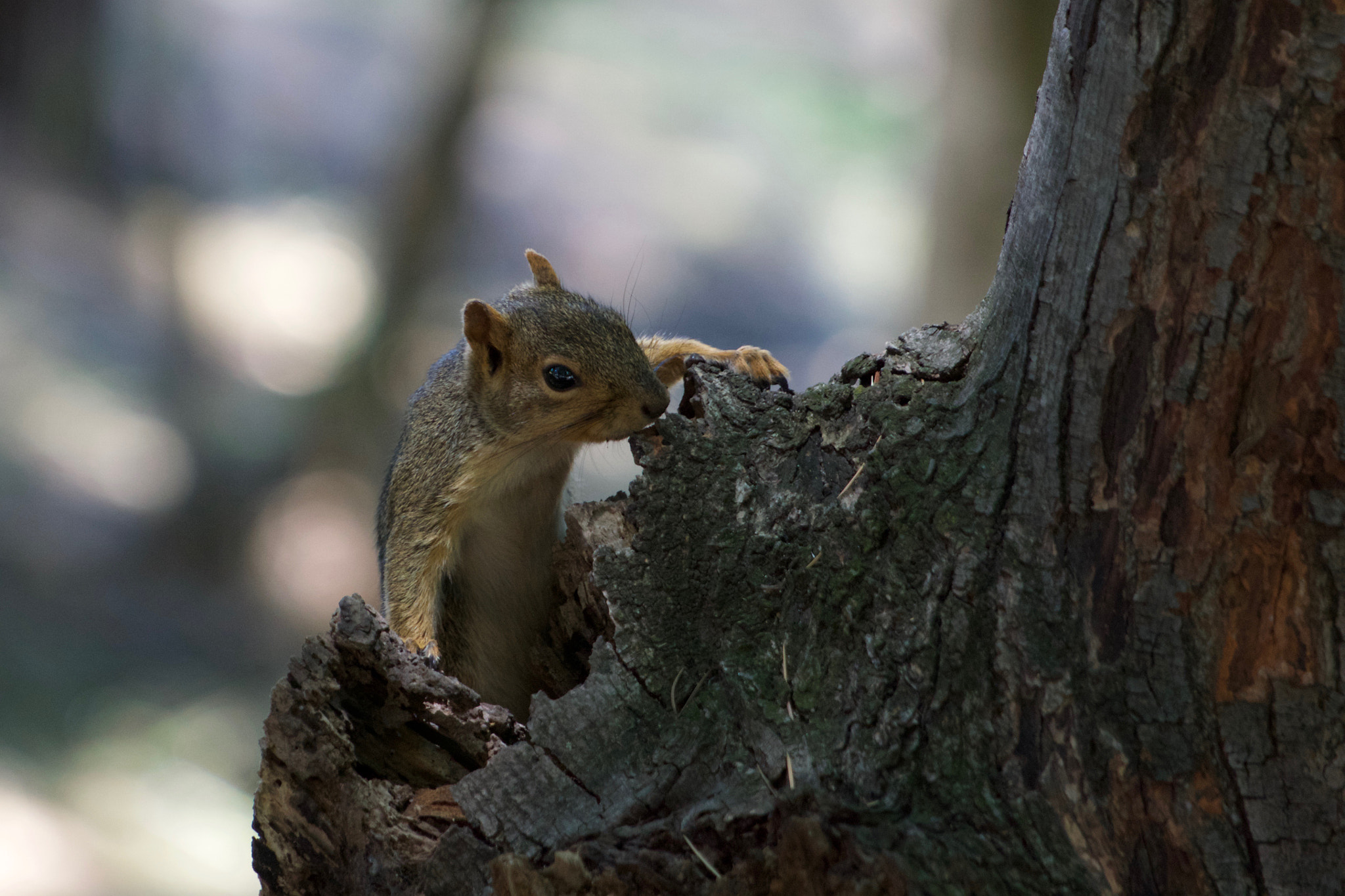 Sony a6000 + Sony FE 70-200mm F4 G OSS sample photo. Have you seen my nuts ? photography