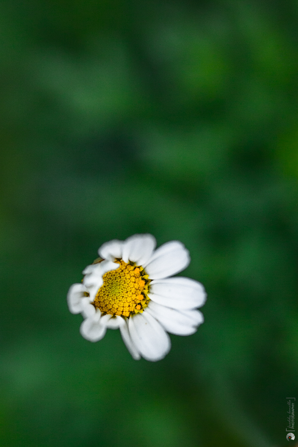 Sigma 105mm F2.8 EX DG Macro sample photo. Margarita photography