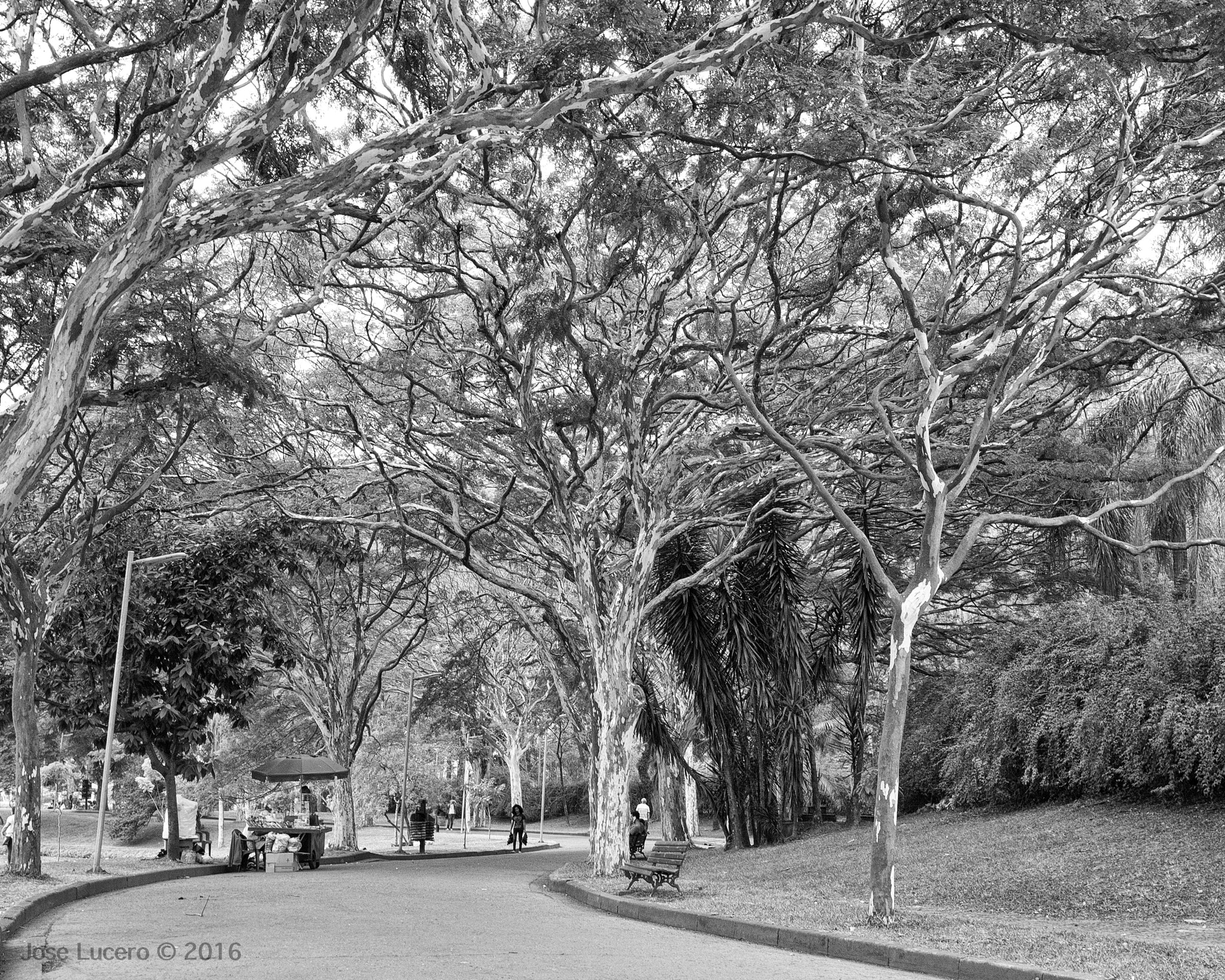 Olympus PEN E-PM1 + Panasonic Lumix G 20mm F1.7 ASPH sample photo. The trees of ibirapuera photography