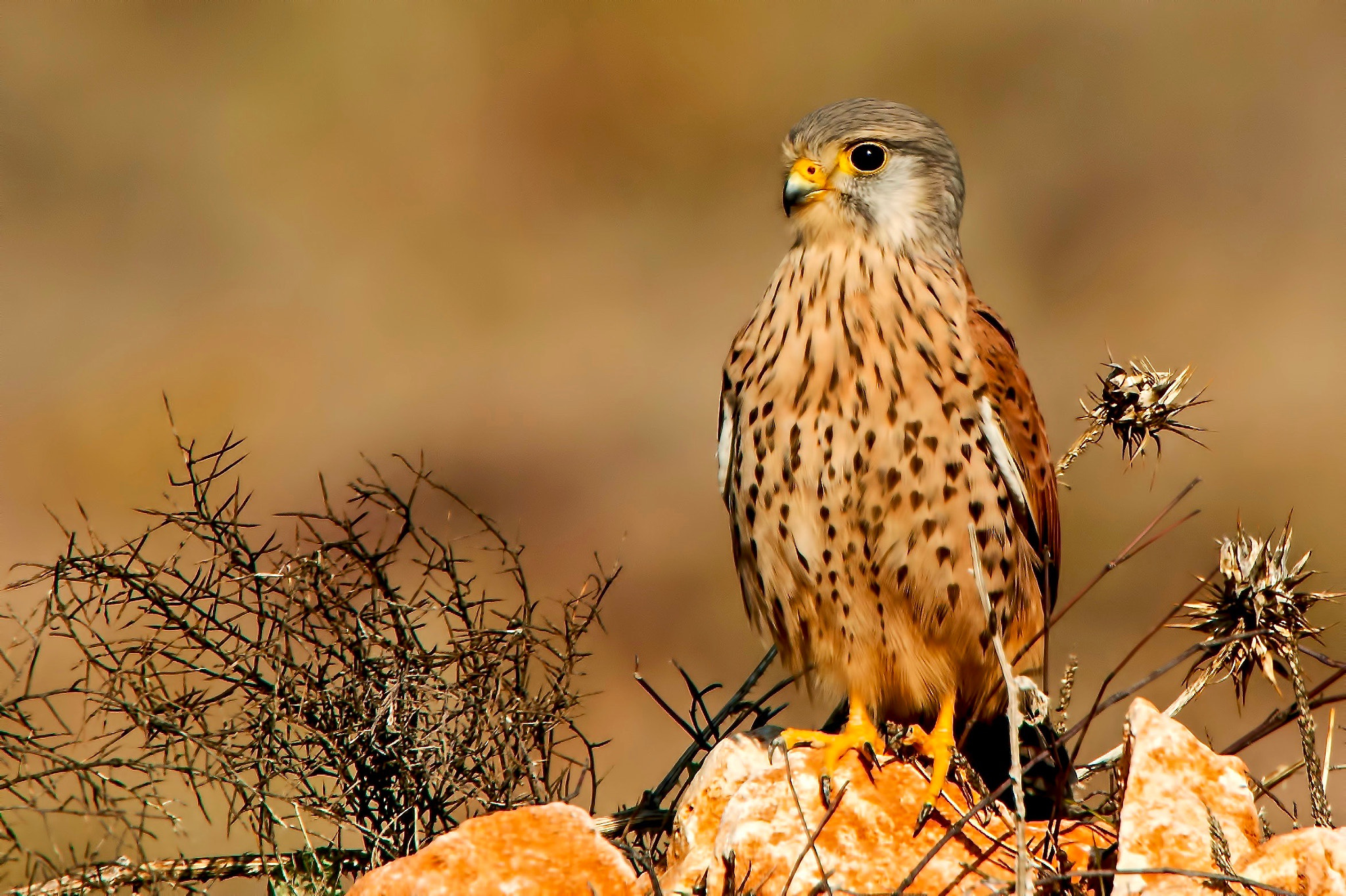 Nikon Nikkor AF-S 300mm F4E PF ED VR sample photo. Lesser kestrel mersin turkey 2016 photography