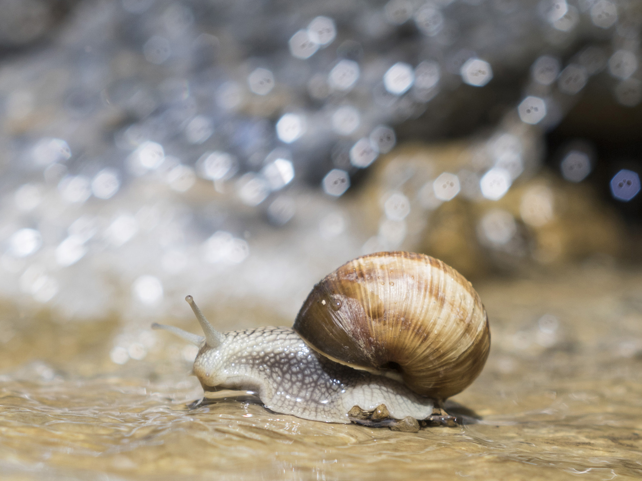 Canon EF 35-80mm f/4-5.6 sample photo. Bokeh photography