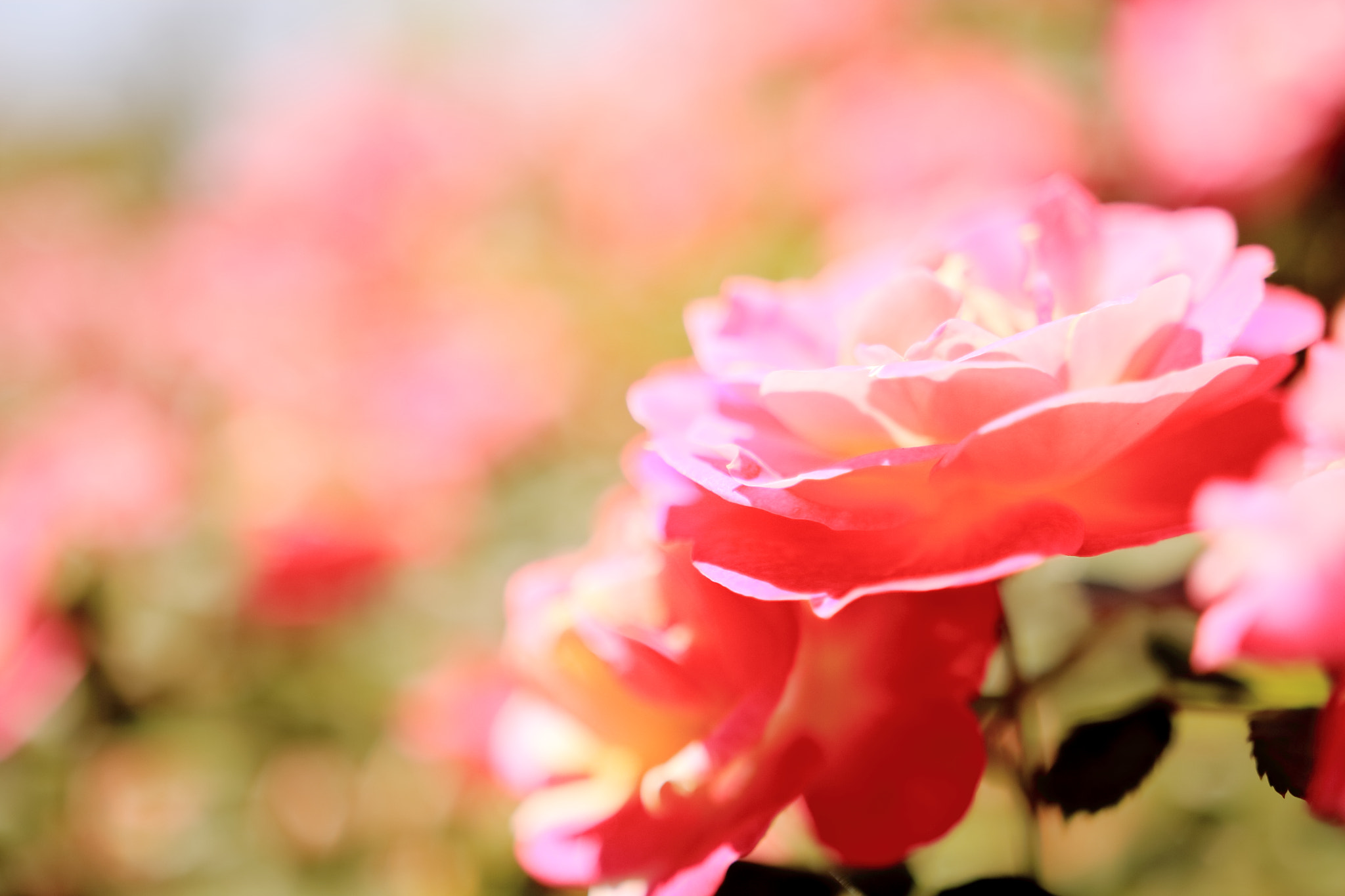 Canon EOS 700D (EOS Rebel T5i / EOS Kiss X7i) sample photo. Roses in rose garden photography