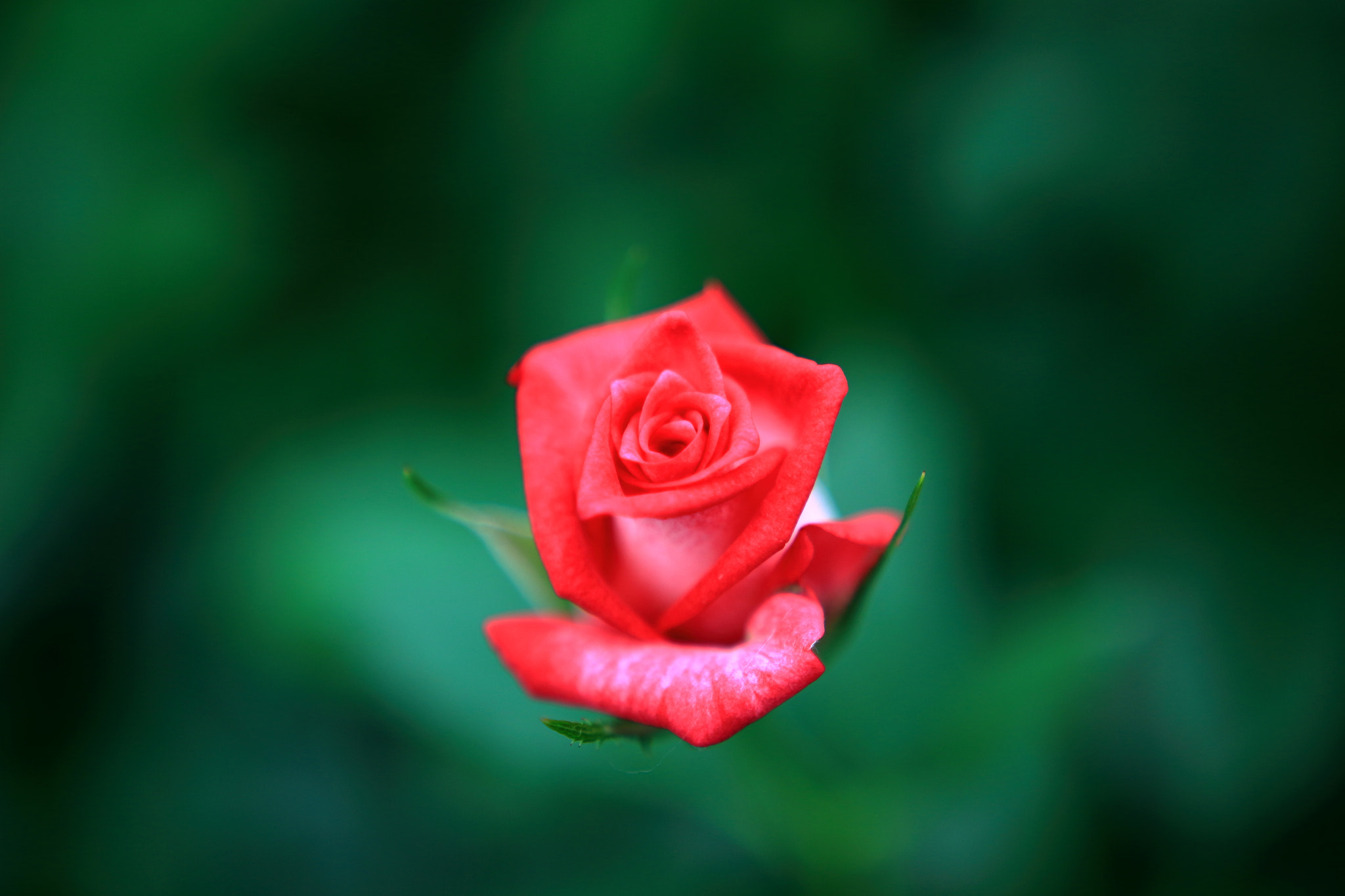 Canon EOS 700D (EOS Rebel T5i / EOS Kiss X7i) + Sigma 18-35mm f/1.8 DC HSM sample photo. Blooming rose photography