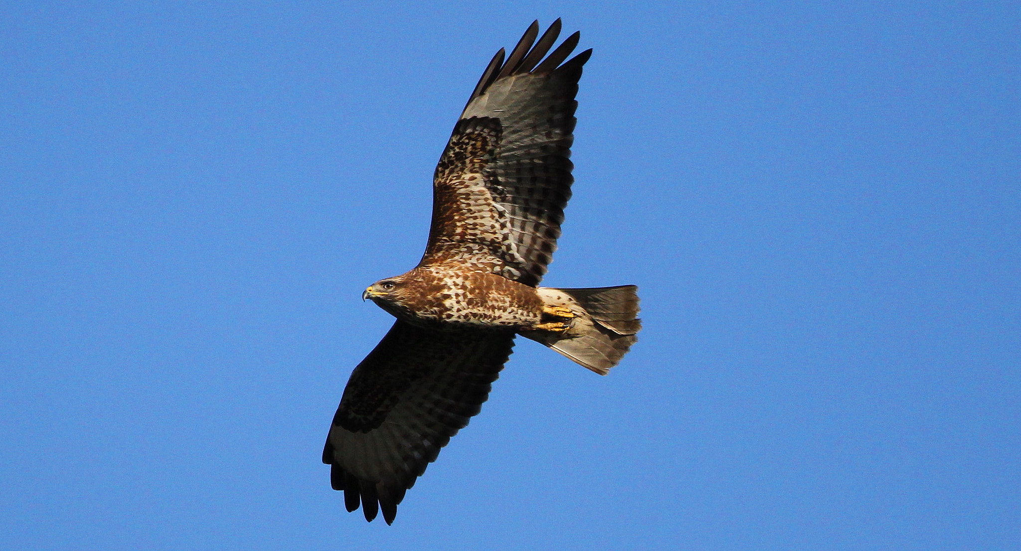 Canon EF 500mm F4L IS II USM sample photo. Common buzzard photography