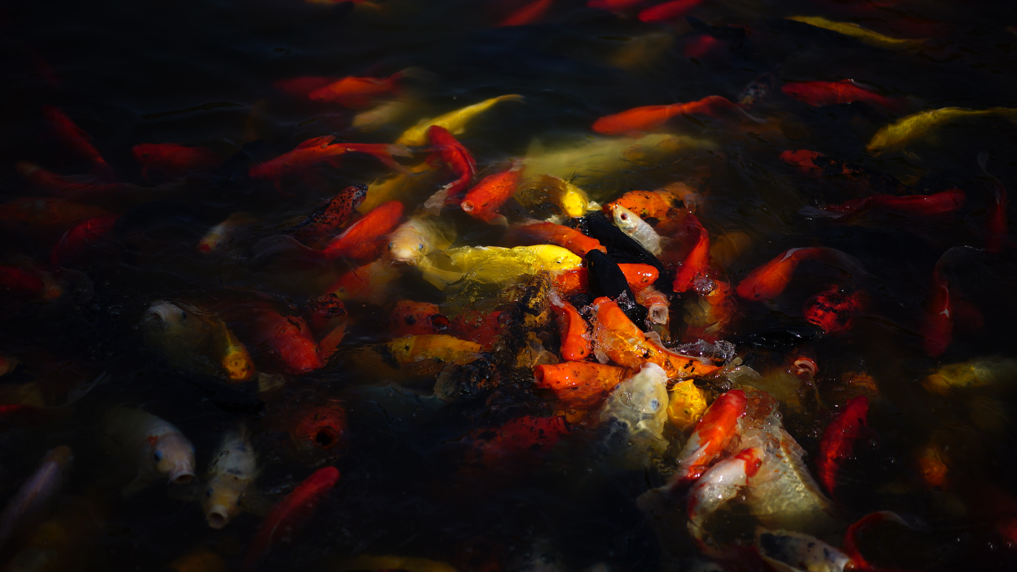 Sony Sonnar T* FE 55mm F1.8 ZA sample photo. Chinese fish jinlin photography