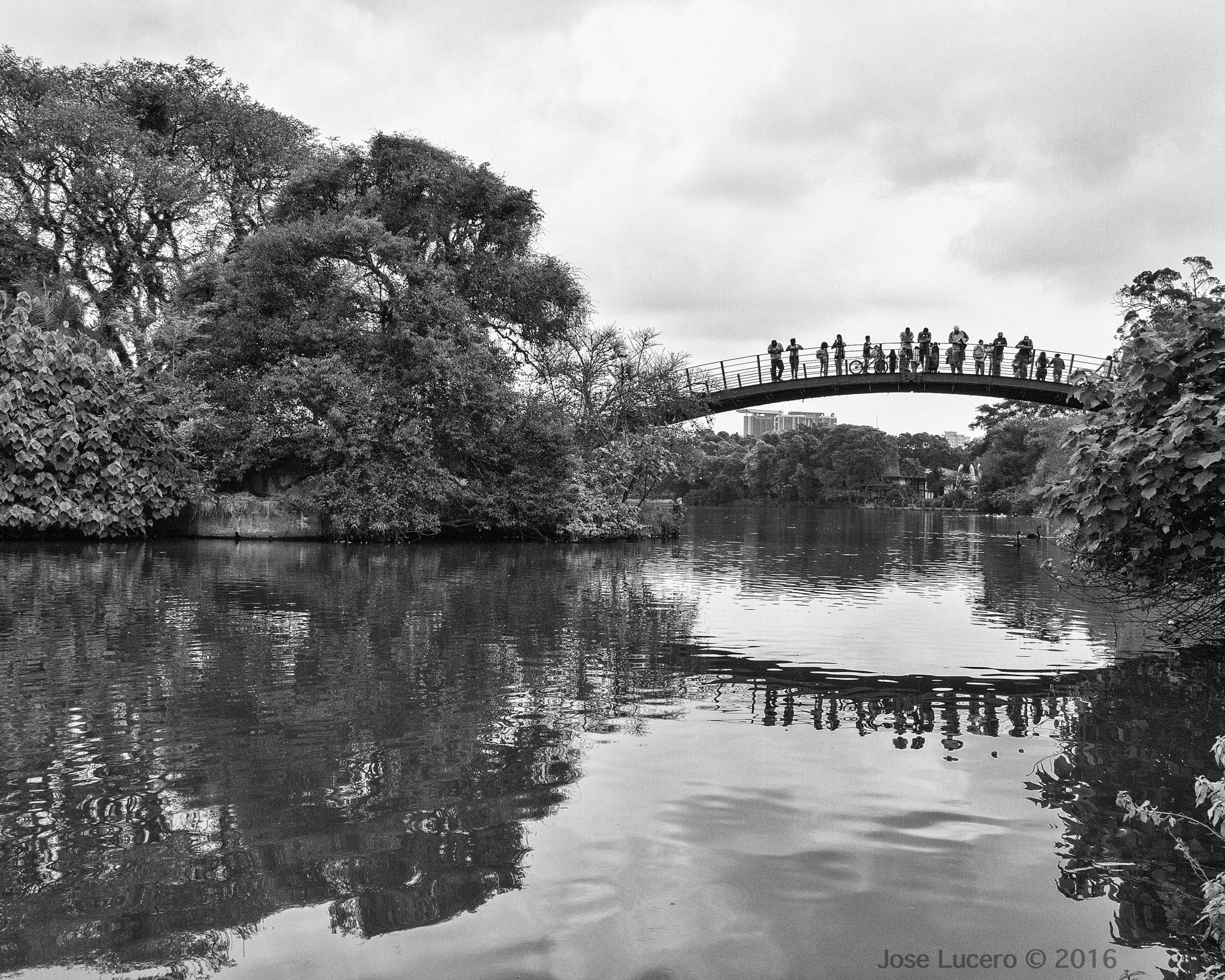 Olympus PEN E-PM1 + Panasonic Lumix G 20mm F1.7 ASPH sample photo. Watching swans in ibirapuera photography