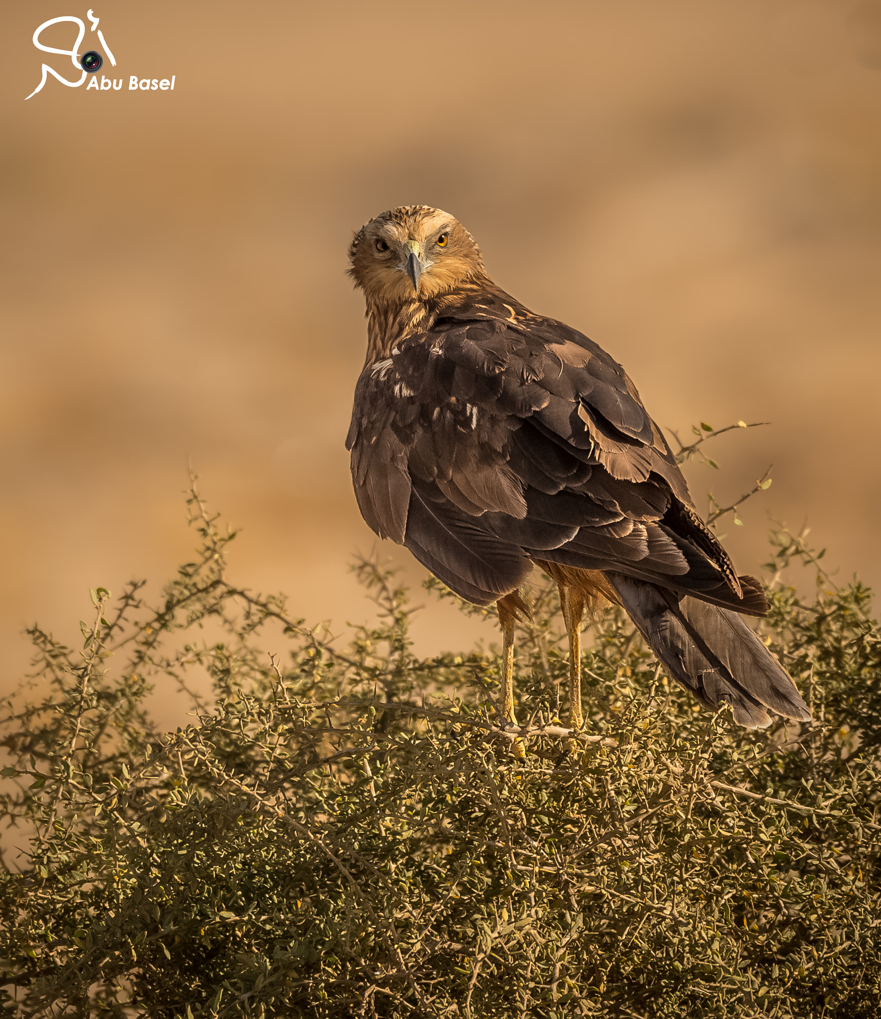 Sigma 150-600mm F5-6.3 DG OS HSM | S sample photo. Untitled photography