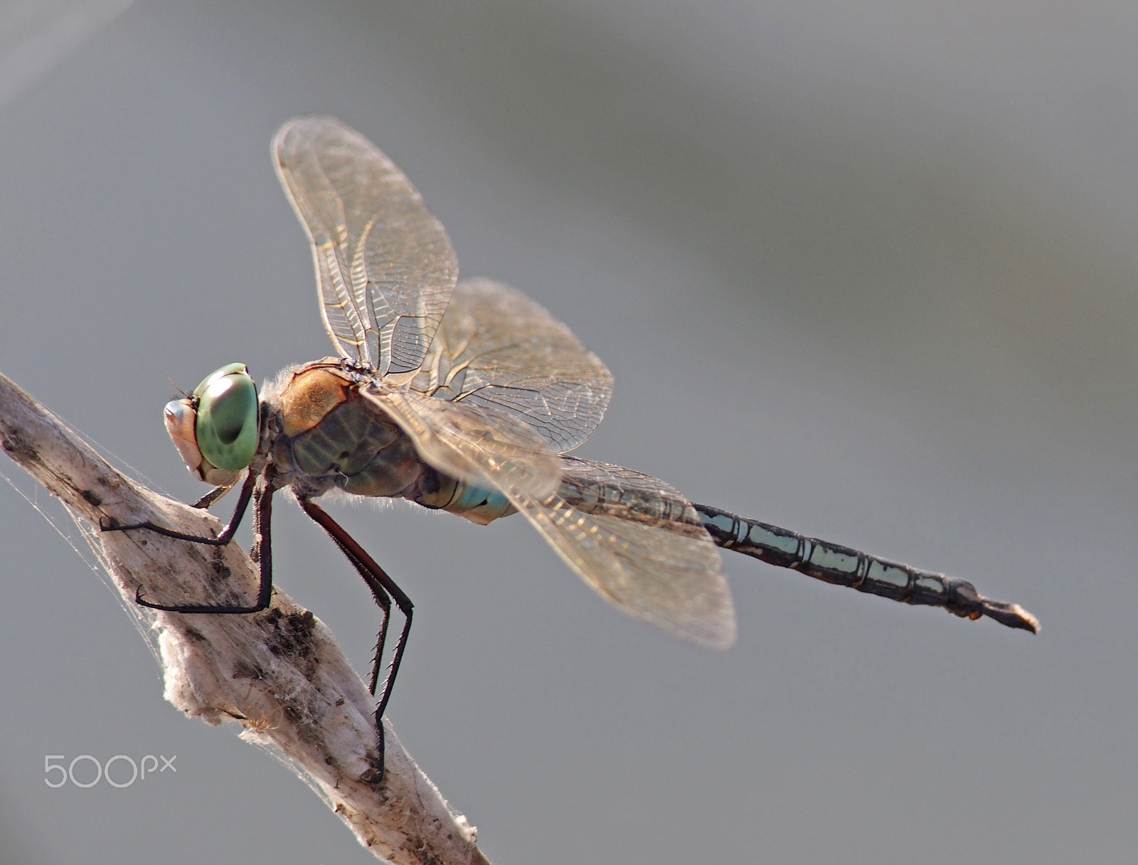 Olympus OM-D E-M5 + OLYMPUS 300mm Lens sample photo. Anax parthenope ( lesser emperor ) photography