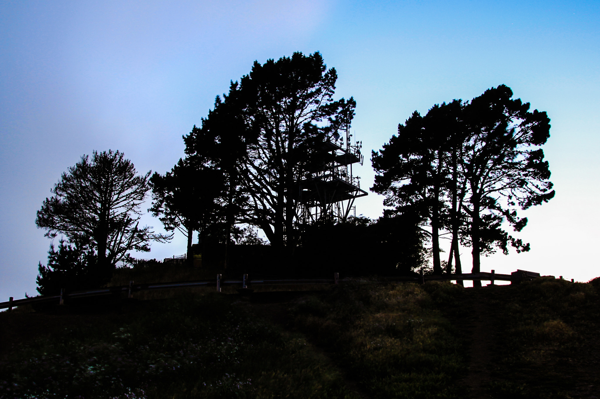 Canon EOS 500D (EOS Rebel T1i / EOS Kiss X3) sample photo. Bernal heights tree outline photography