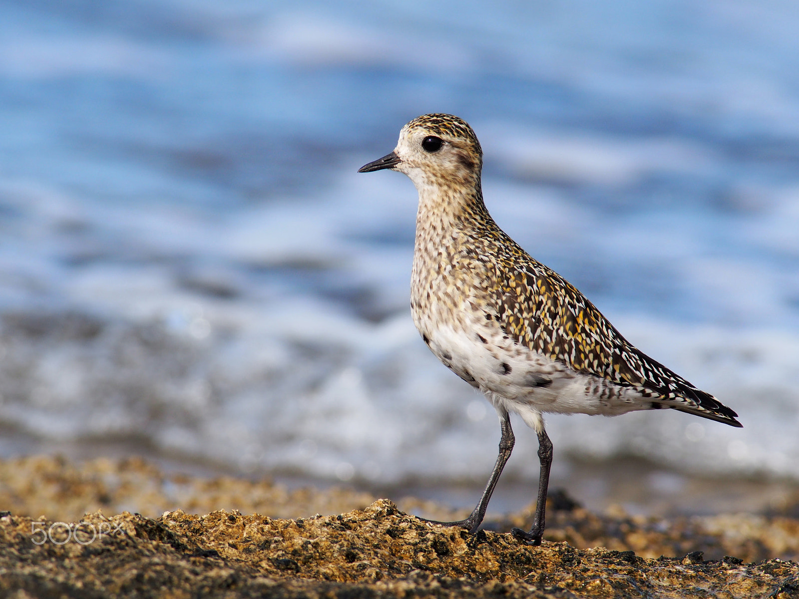 Olympus OM-D E-M5 + OLYMPUS 300mm Lens sample photo. Pluvialis apricaria ( european golden plover - Βραχοπούλι ) photography