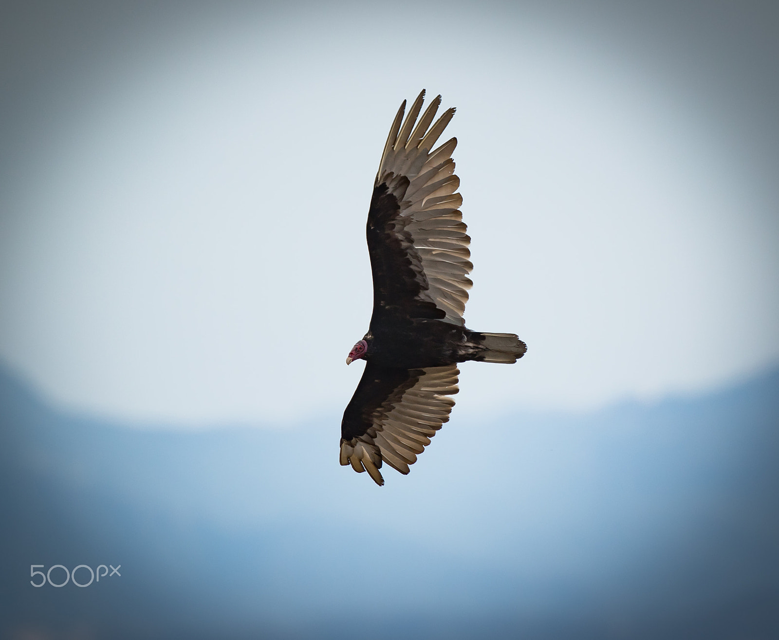 Canon EF 400mm F4 DO IS II USM sample photo. Turkey vulture photography
