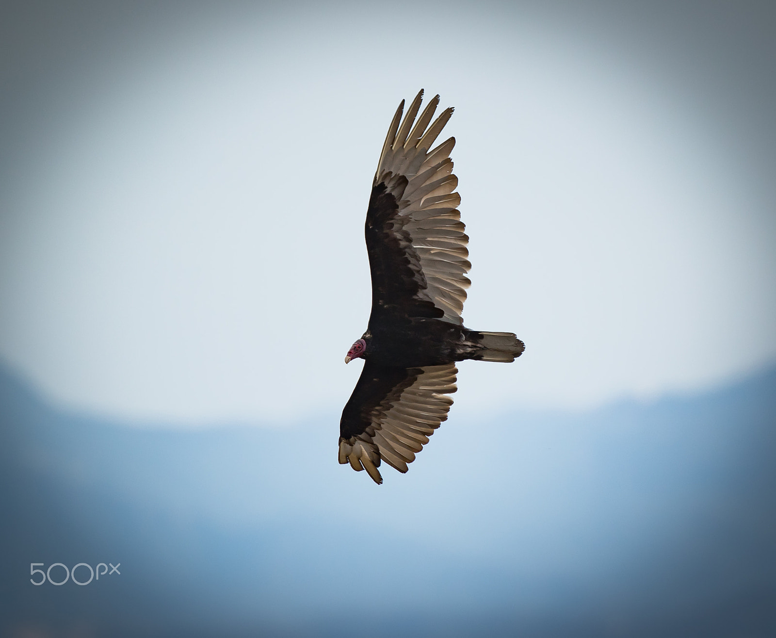 Canon EOS 7D Mark II + Canon EF 400mm F4 DO IS II USM sample photo. Turkey vulture photography