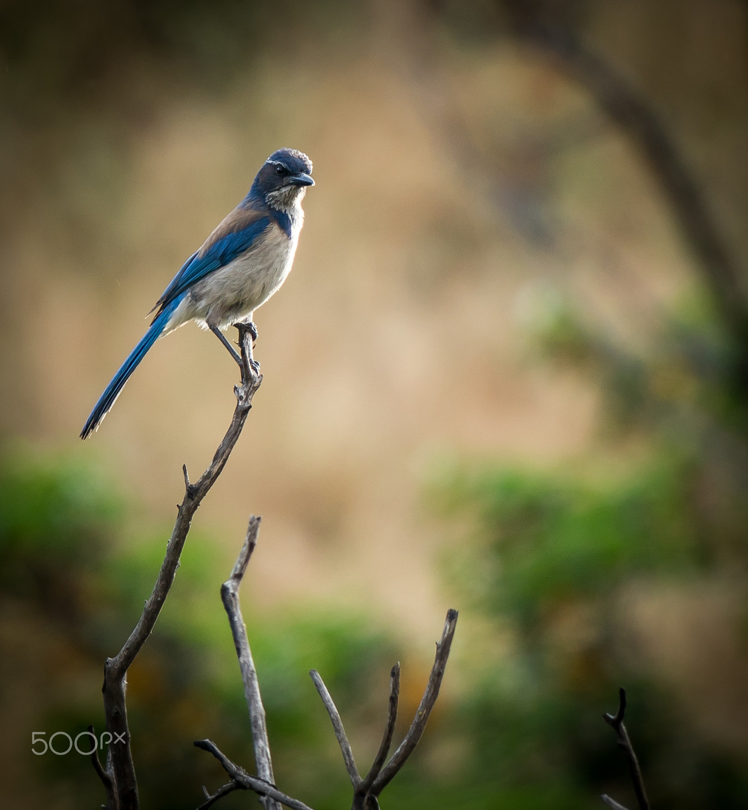 Canon EF 400mm F4 DO IS II USM sample photo. Scrub jay photography