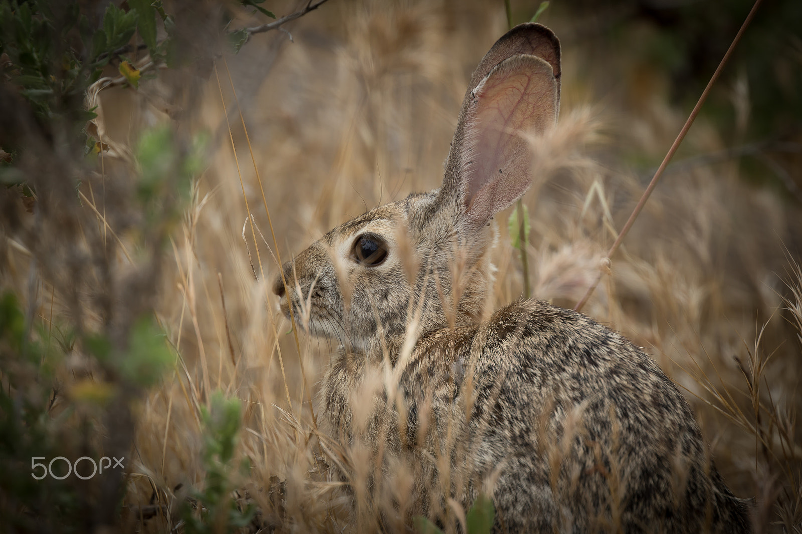 Canon EF 400mm F4 DO IS II USM sample photo. Wild brush rabbit photography