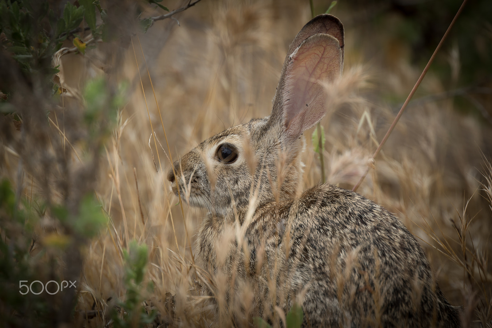 Canon EOS 7D Mark II + Canon EF 400mm F4 DO IS II USM sample photo. Wild brush rabbit photography