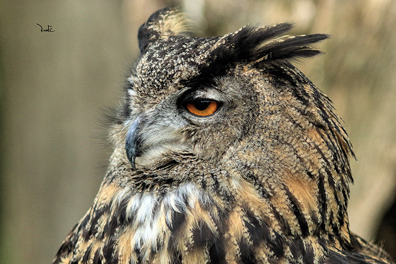 Canon EF 200mm f/2.8L II + 2x sample photo. Buho photography
