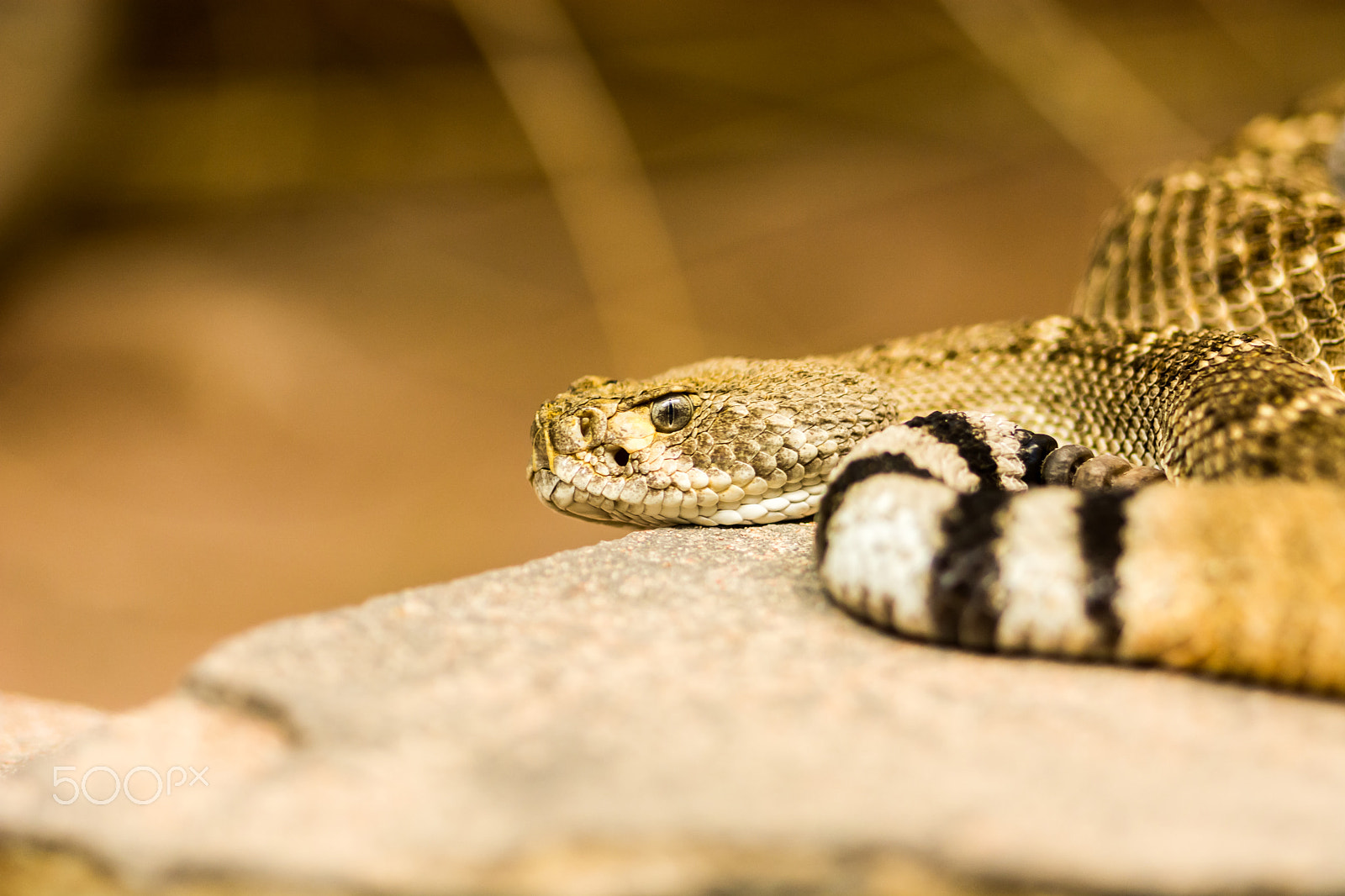 Nikon D7100 + Sigma 105mm F2.8 EX DG Macro sample photo. Snake photography