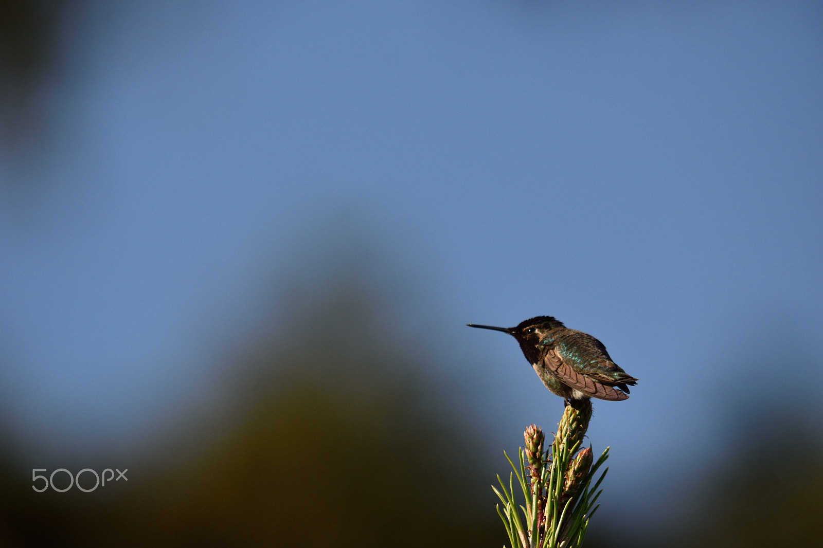 Sigma 150-500mm F5-6.3 DG OS HSM sample photo. Hummingbird photography