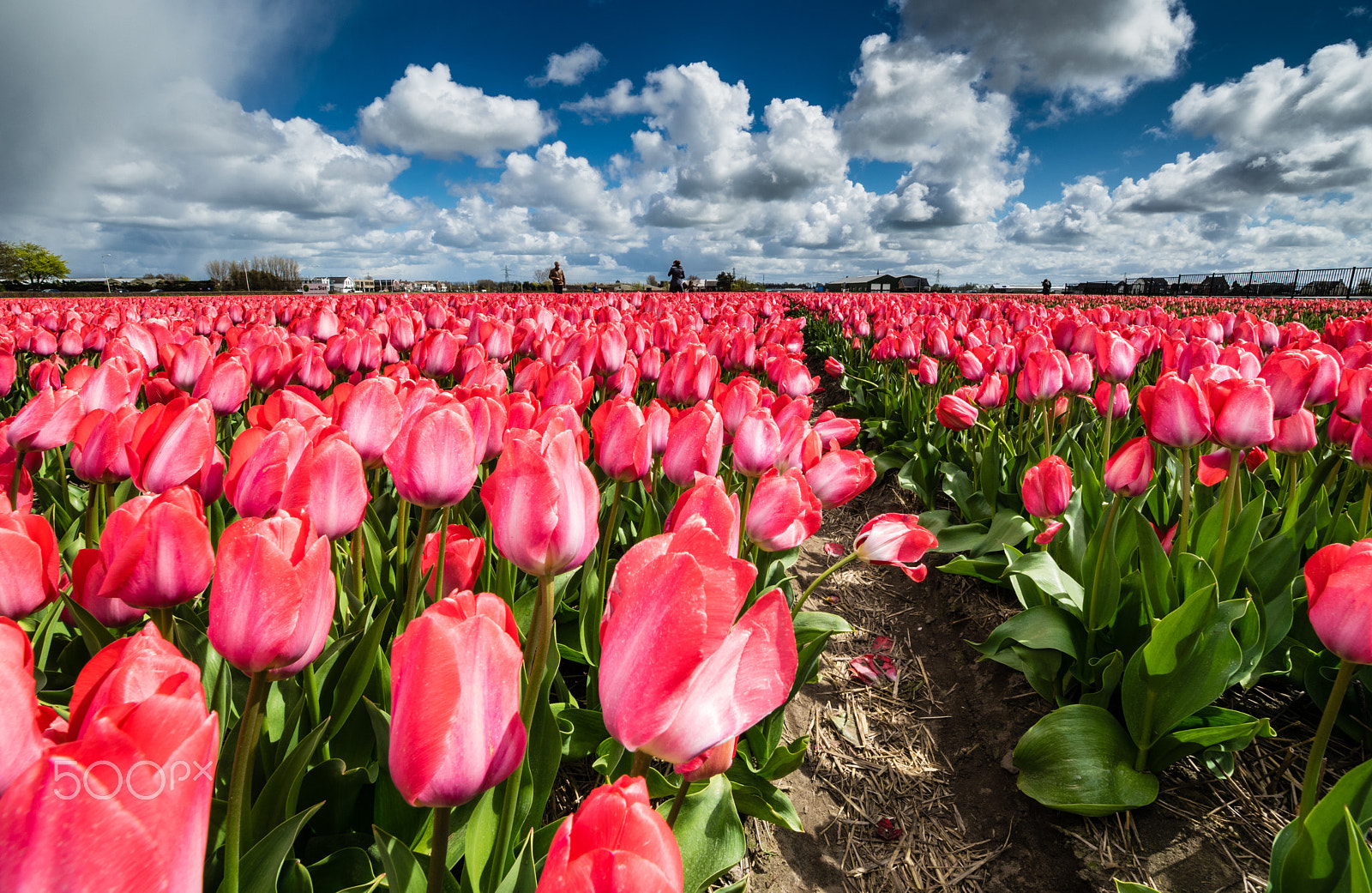 Samyang 14mm F2.8 ED AS IF UMC sample photo. Tulip photography