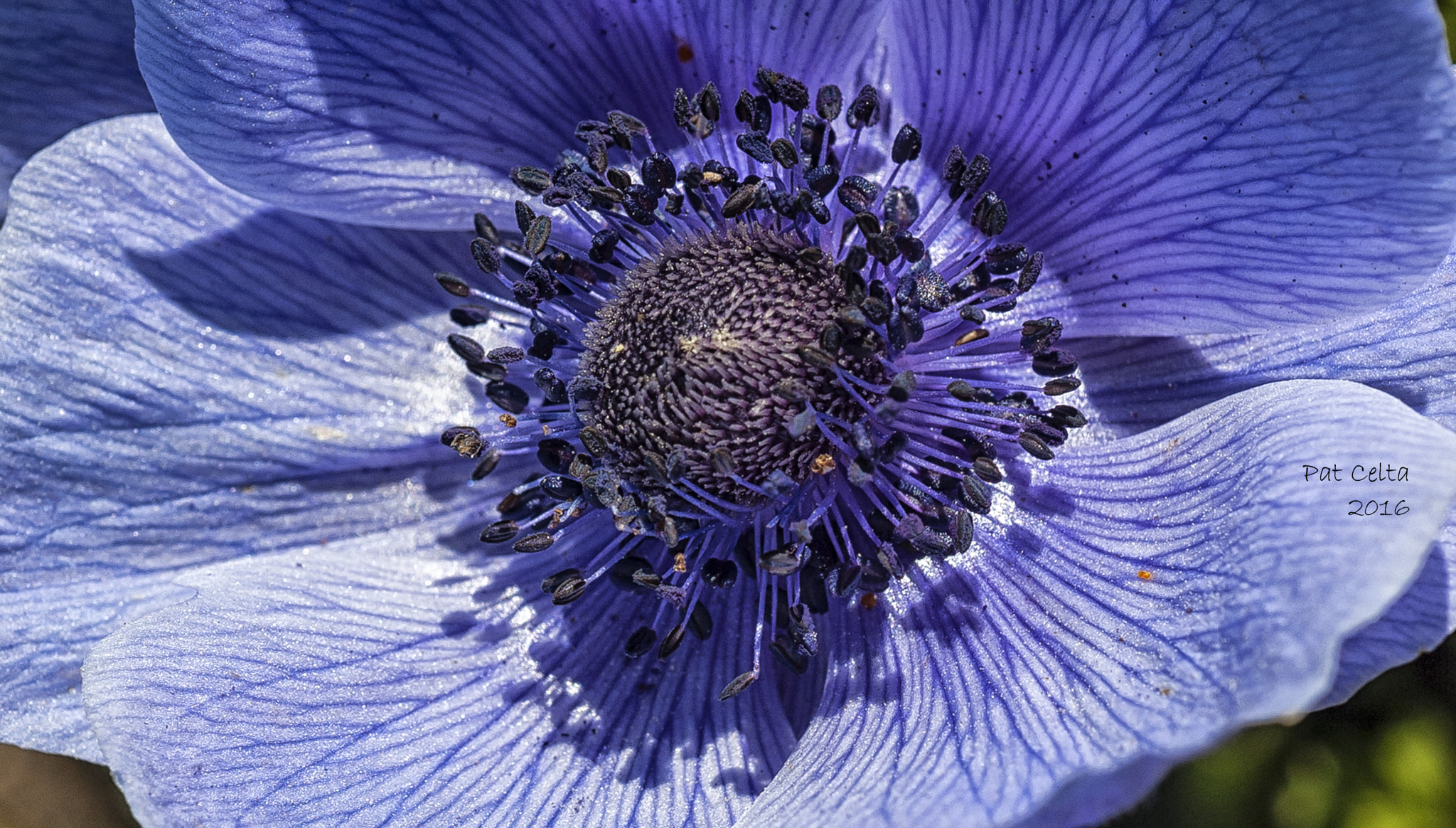 Nikon D70 + AF Micro-Nikkor 60mm f/2.8 sample photo. Azul :)  anemone coronaria photography