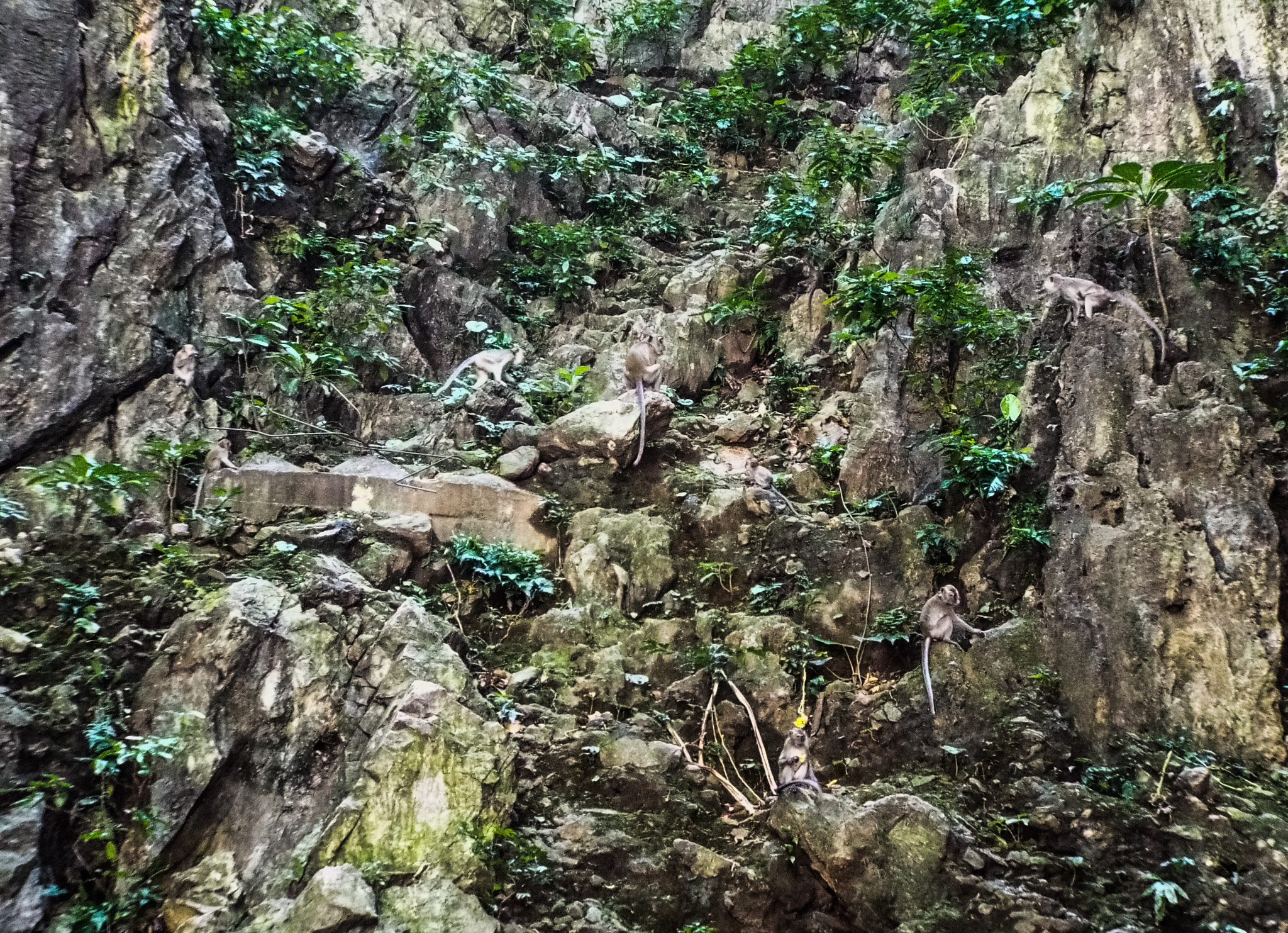 Fujifilm FinePix S9400W sample photo. Planet of the apes photography