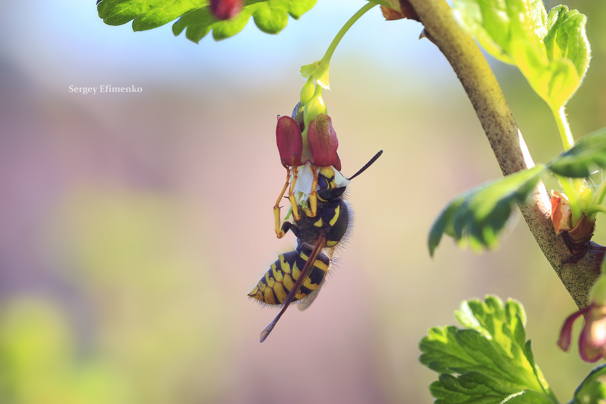 Sigma 105mm F2.8 EX DG OS HSM sample photo. Wasp photography