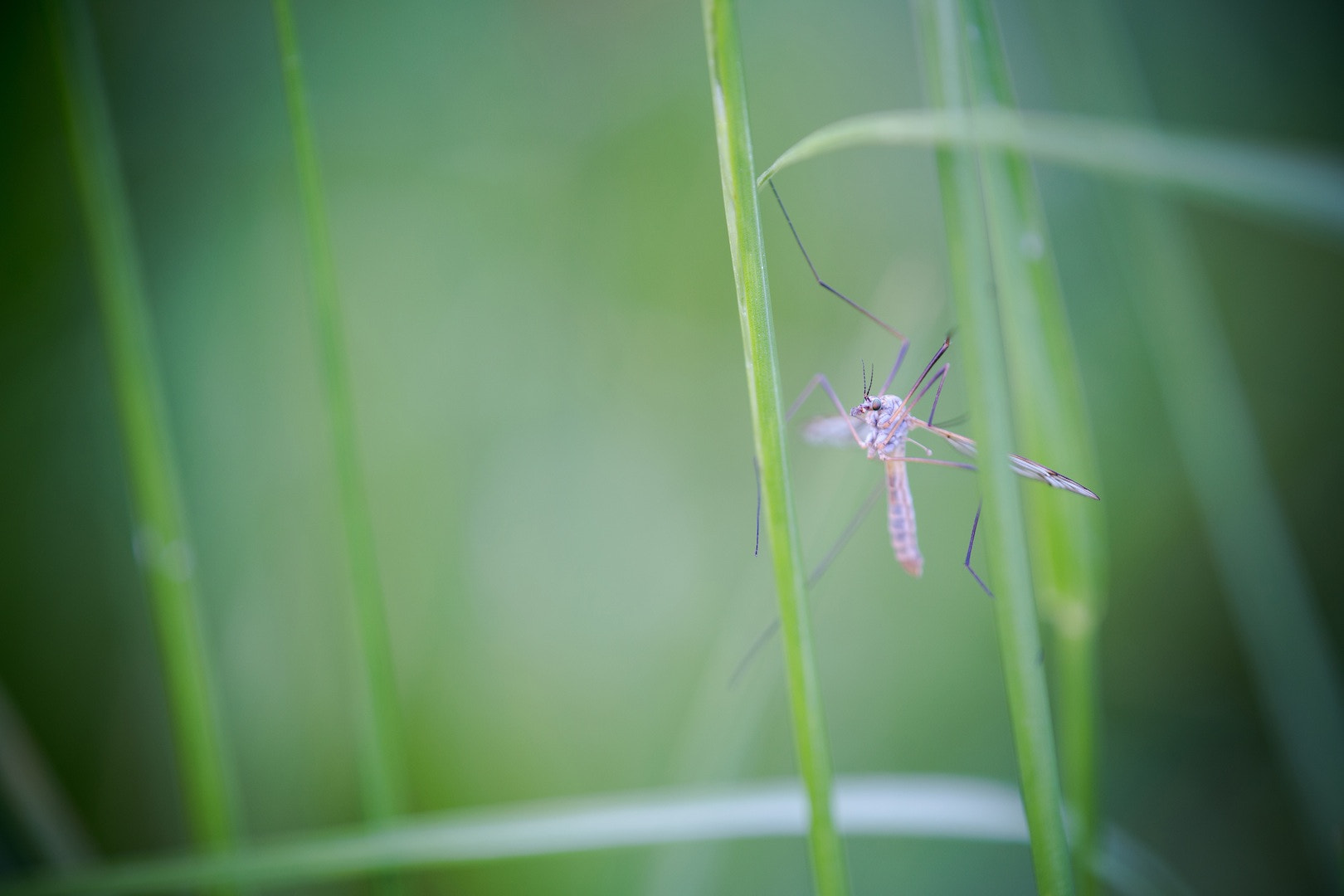 Tamron SP AF 180mm F3.5 Di LD (IF) Macro sample photo. L'équilibriste photography
