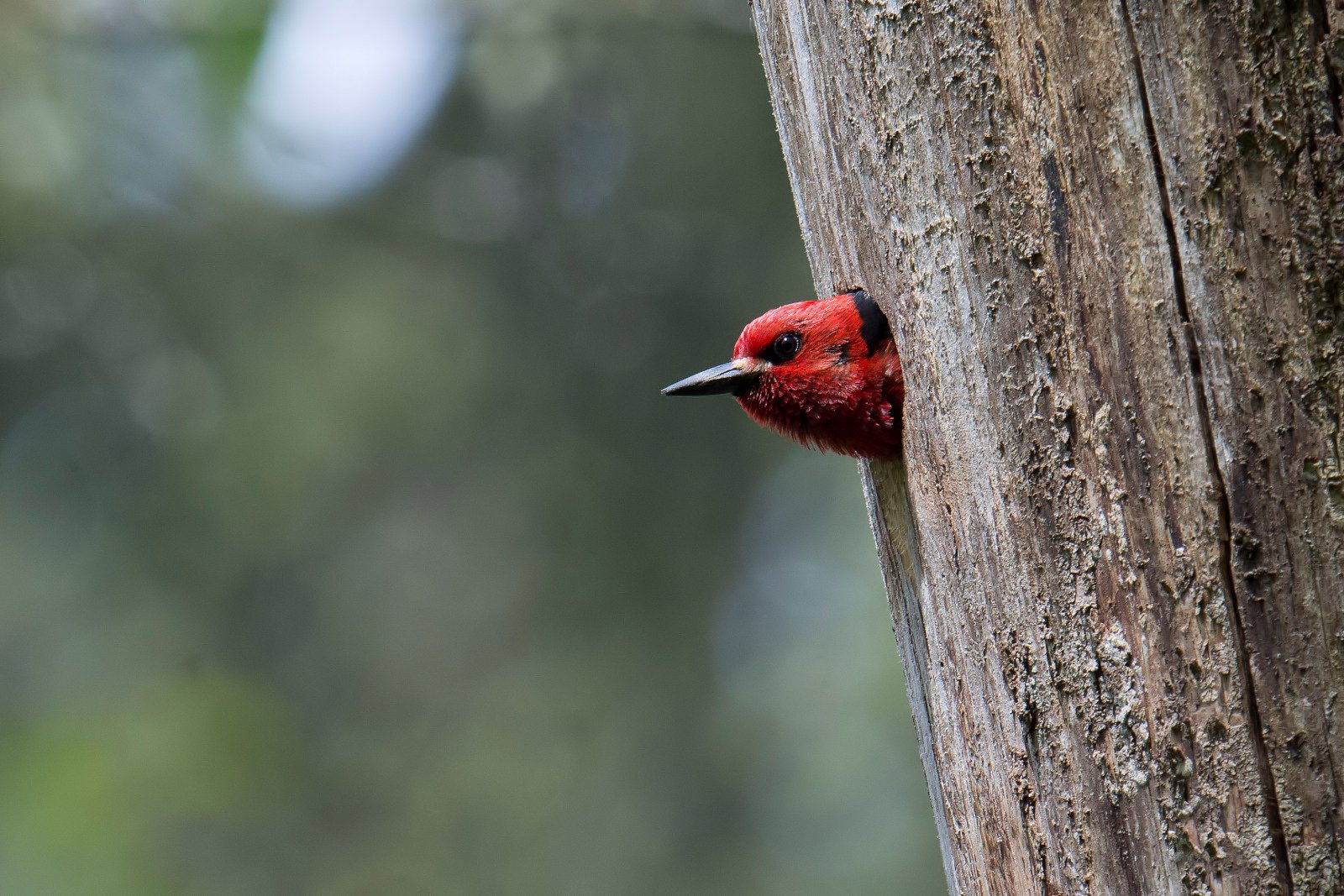 Nikon D7200 + Nikon AF-S Nikkor 500mm F4G ED VR sample photo. Red-breasted sapsucker photography