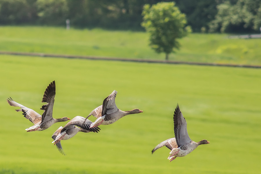Canon EF 300mm F4L IS USM sample photo. Graugaense photography