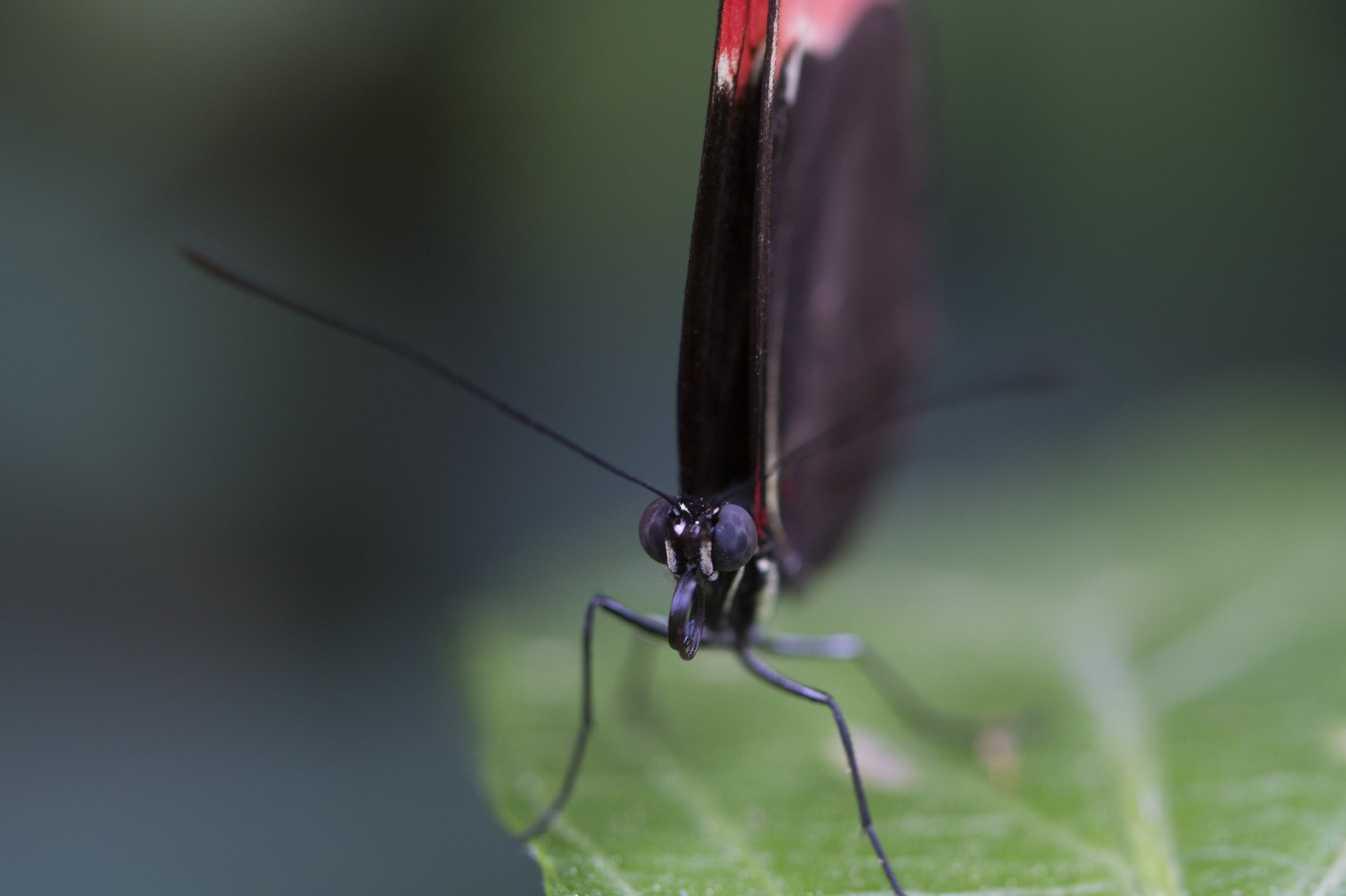 Sony ILCA-77M2 + 90mm F2.8 Macro SSM sample photo. Butterfly from costa rica photography