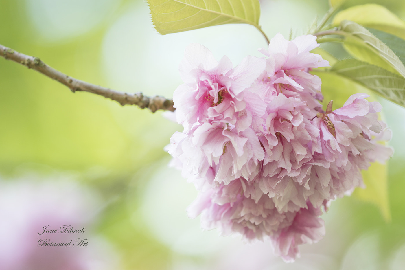 Canon EF 180mm F3.5L Macro USM sample photo. Blossom photography