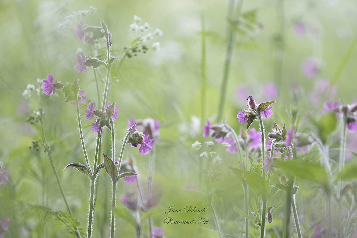Canon EF 180mm F3.5L Macro USM sample photo. On the wild side photography