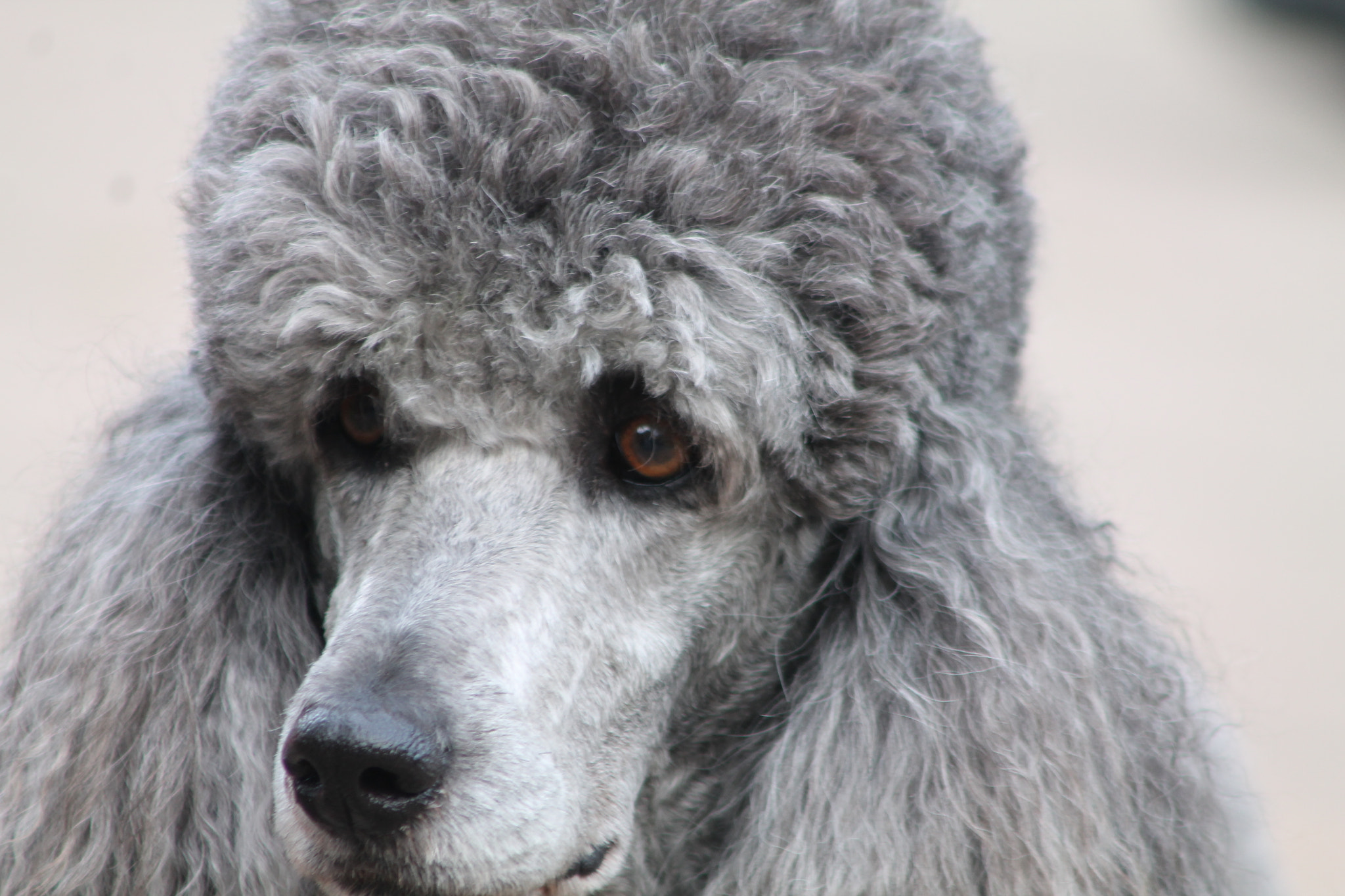 Canon EF 90-300mm F4.5-5.6 USM sample photo. Pudel photography