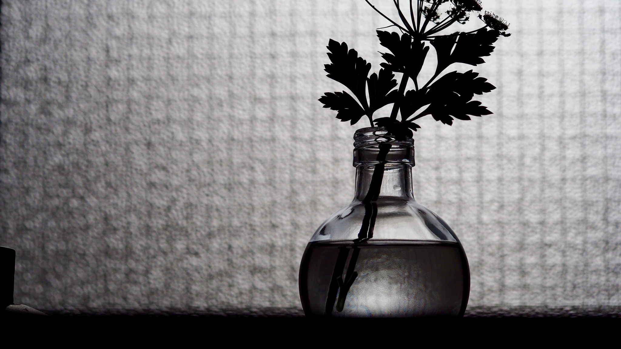 Olympus PEN E-PL7 sample photo. Prezzemolo in a used bottle photography