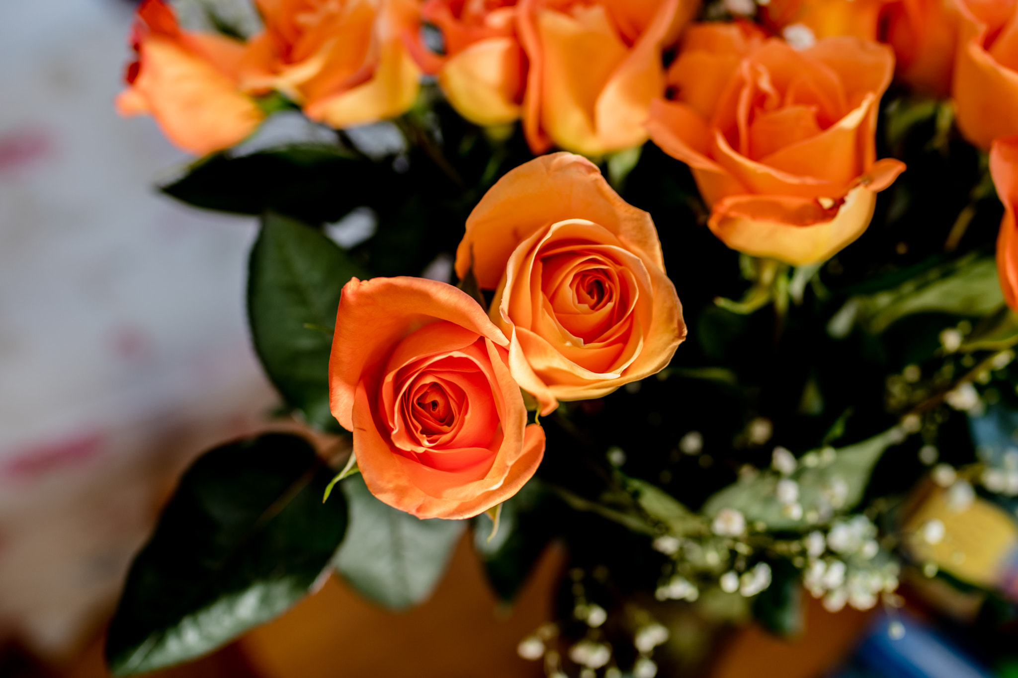 ZEISS Distagon T* 35mm F1.4 sample photo. Orange rose photography