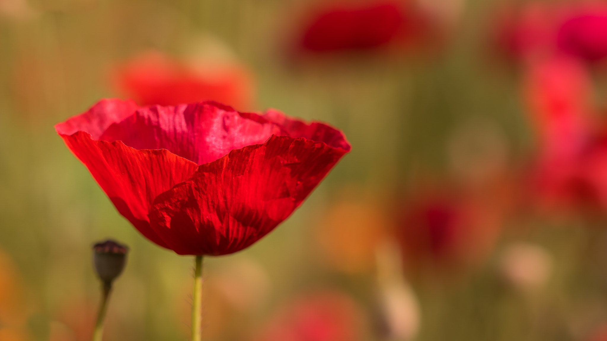 Canon EF 100mm F2.8 Macro USM sample photo. Coquelicot- poppy photography