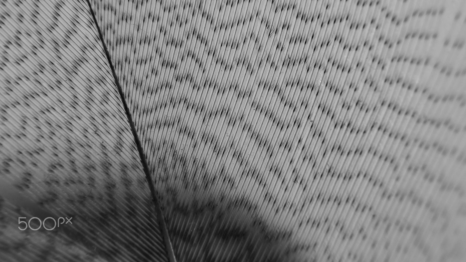 Sigma 17-35mm f/2.8-4 EX DG Aspherical HSM sample photo. Macro feather photography