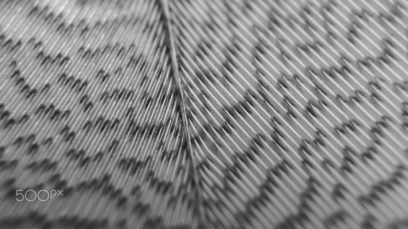 Sigma 17-35mm f/2.8-4 EX DG Aspherical HSM sample photo. Macro feather photography